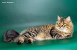 ������ �������� ������ (����)