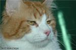 Xanph Knyaz Gvidon (����)