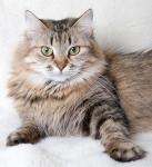 ����� �������� ����� (����)