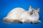 Ishtar Queen of Sheba Ellbrante (����)