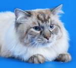 ������� ������ ���� (����)