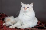 ������ ��������� �������� (����)