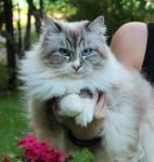 ����� (����)
