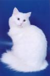 ��������� ����� ����� ������� (����)