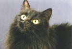 ������� ���� (����)