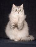 ������� ����� (����)