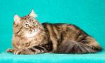 ���-��� (����)