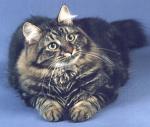 �ica ������� ���-������� (����)