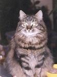 Cica ������� ���-������� (����)