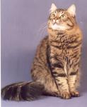 Cica ������� ������������� (����)