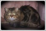 Cica ���-��� ������� ���-������� (����)
