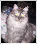 Cica's Kharisa Yevegenievna Black (����)