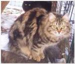 Cica Liuba Fawn Fawnovna Jr Black (����)