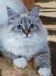������ C��������� ����� (����)