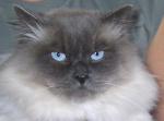 ������ ��� (����)