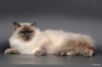 ������� ������� ����� (����)
