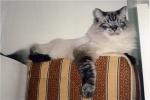 ����� (����)