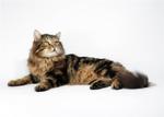 ������� ������� ����� (����)
