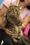 ����� ������ (����)