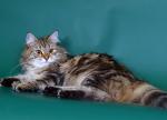 Riorita Iz Odissei (����)