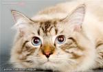 ������ �������� ������ (����)