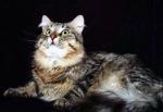Jasni Sweet (����)
