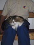 ��� (����)
