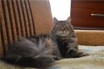 ����� ��� ���������� ���������� (����)