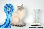 ������ ������� ������� ������ ���� (����)