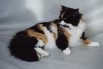 Pepita (����)