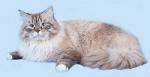 Favorit Siberian Samotsvet ()