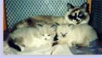 ������� (����)