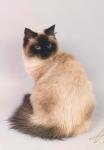 ����� ������� ������ (����)