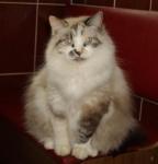 Charovnitsa El-Magrib (����)