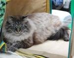 ����� ���-������ (����)