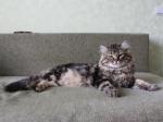 ��� ������ (����)