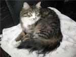 Gladys-Kat (����)