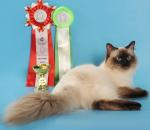 ������ ��� ����� (����)