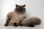 ������ ���-������ (����)