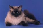 �������� ������ (����)