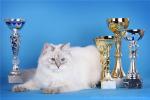 Siberian Samotsvet Yannika (����)