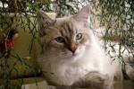 ������� ������ (����)