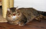 Listopad Marzipan (����)