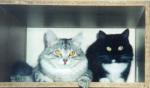 ������ �� ������ (����)