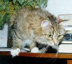 �������� ����� ������ (����)