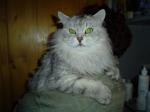 ������ ������� ���� ��������� ����� (����)