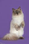 ������� ������� ������ �� ����� ���� (����)