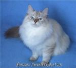 �������� ������� ������ �� ����� ���� (����)