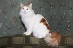 ������ ������� (����)