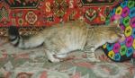������� Eukharis (����)
